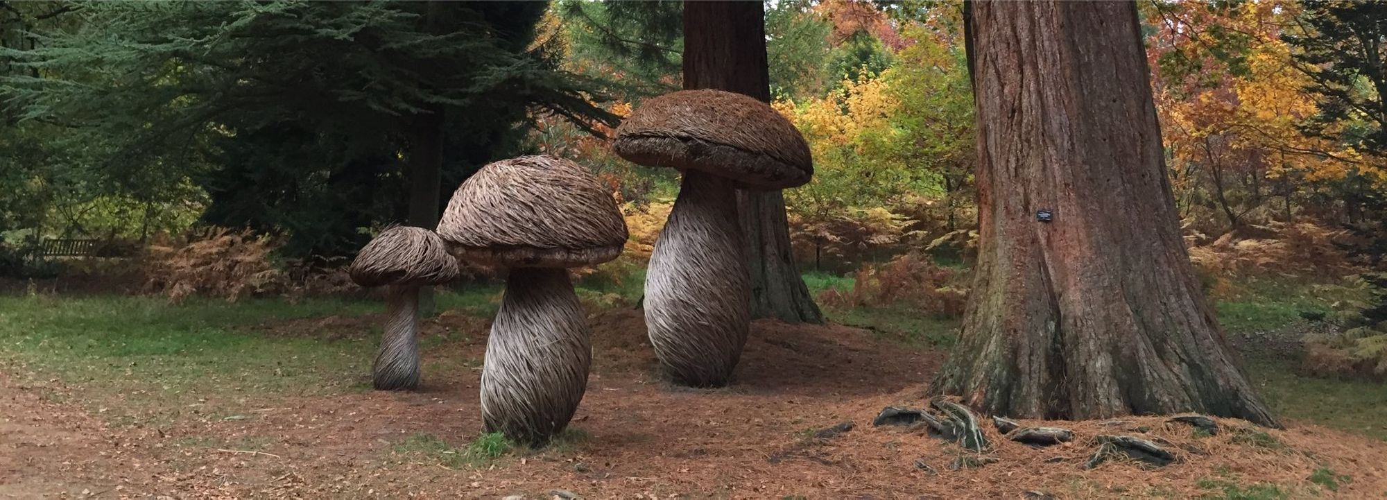 The mushrooms of Normus